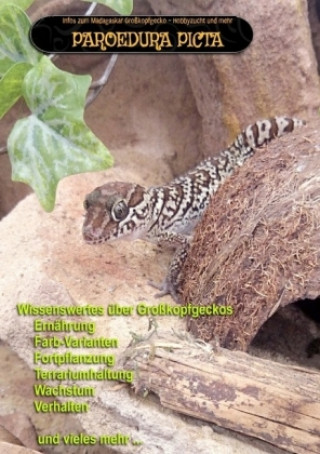 PAROEDURA PICTA - Großkopfgeckos
