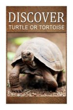 Turtle Or Tortoise - Discover: Early reader's wildlife photography book