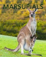 Marsupials: Amazing Pictures & Fun Facts of Animals in Nature