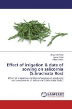 Effect of irrigation & date of sowing on salicornia (S.brachiata Rox)