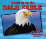 Zoom in on the Bald Eagle