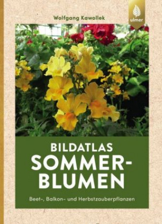 Bildatlas Sommerblumen