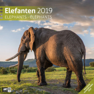 Elefanten 2019