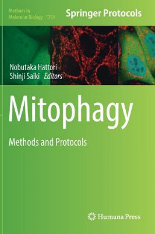 Mitophagy