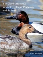 North American Whistling-Ducks, Pochards, and Stifftails