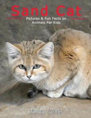 Sand Cat: Pictures & Fun Facts on Animals For Kids