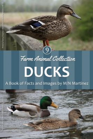 Ducks
