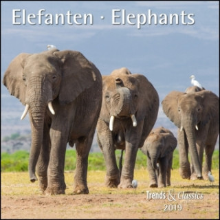 Elefanten / Elephants 2019