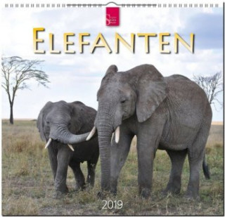 Elefanten 2019