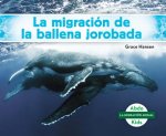 Migración de la Ballena Jorob