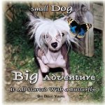 Small Dog - Big Adventure: It all started with a butterfly