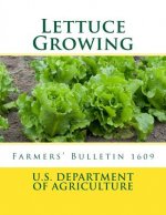 Lettuce Growing: Farmers' Bulletin 1609