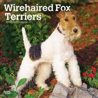 Wirehaired Fox Terriers 2019 Square Wall Calendar ...