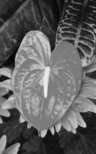 Wrapped In Beauty: B/W