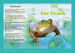 Natur-Kamishibai - Der Frosch