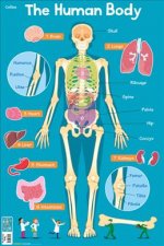 Human Body