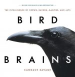 Bird Brains