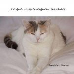 Ce que nous enseignent les chats