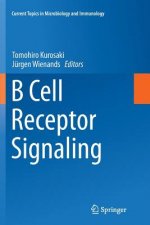B Cell Receptor Signaling