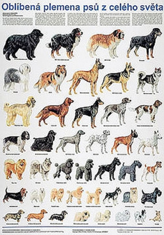 Plakát - Oblíbená plemena psů z celého světa