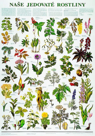 Plakát - Naše jedovaté rostliny