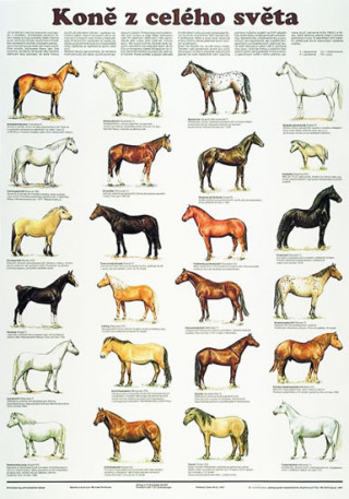 Plakát - Koně z celého světa