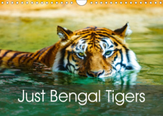 Just Bengal Tigers 2019