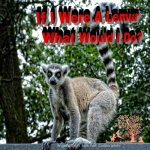 If I Were A Lemur: What Would I Do?