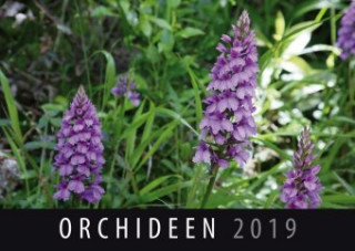 Orchideen 2019