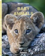 Baby Animals