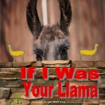 If I Was Your Llama: Llamas and Alpacas
