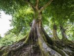 Großer alter Baum - 500 Teile (Puzzle)
