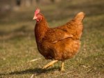 Huhn - 1.000 Teile (Puzzle)