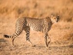 Gepard - 500 Teile (Puzzle)