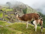 Trinkendes Lama bei Machu Picchu - 500 Teile (Puzzle)