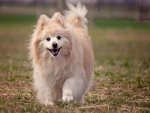 Hund - 1.000 Teile (Puzzle)