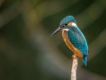 Eisvogel - 1.000 Teile (Puzzle)
