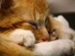 Katze - 1.000 Teile (Puzzle)