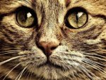 Katze - 1.000 Teile (Puzzle)