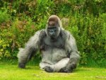 Gorilla - 500 Teile (Puzzle)
