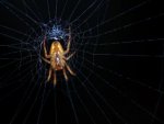 Spinne im Netz - 1.000 Teile (Puzzle)