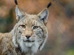 Luchs - 500 Teile (Puzzle)