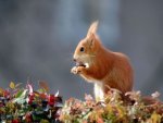 Eichhörnchen - 500 Teile (Puzzle)