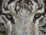 Weißer Tiger - 1.000 Teile (Puzzle)