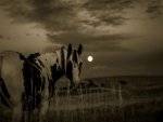 Pferd vorm Mond - 1.000 Teile (Puzzle)