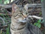 Katze - 500 Teile (Puzzle)