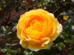 Rose - 1.000 Teile (Puzzle)