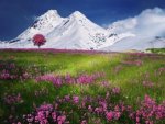 Blumenwiese vor schneebedeckten Bergen - 500 Teile (Puzzle)