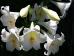 Lilien - 1.000 Teile (Puzzle)