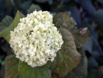 Hortensie - 500 Teile (Puzzle)
